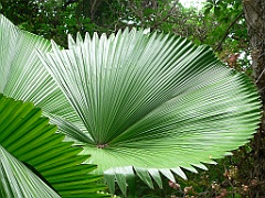094 Cairns Botanic Gardens
